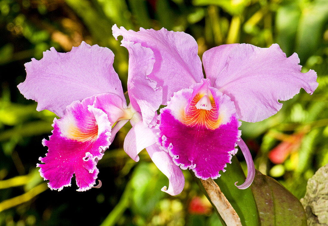 Cattleya Orchid