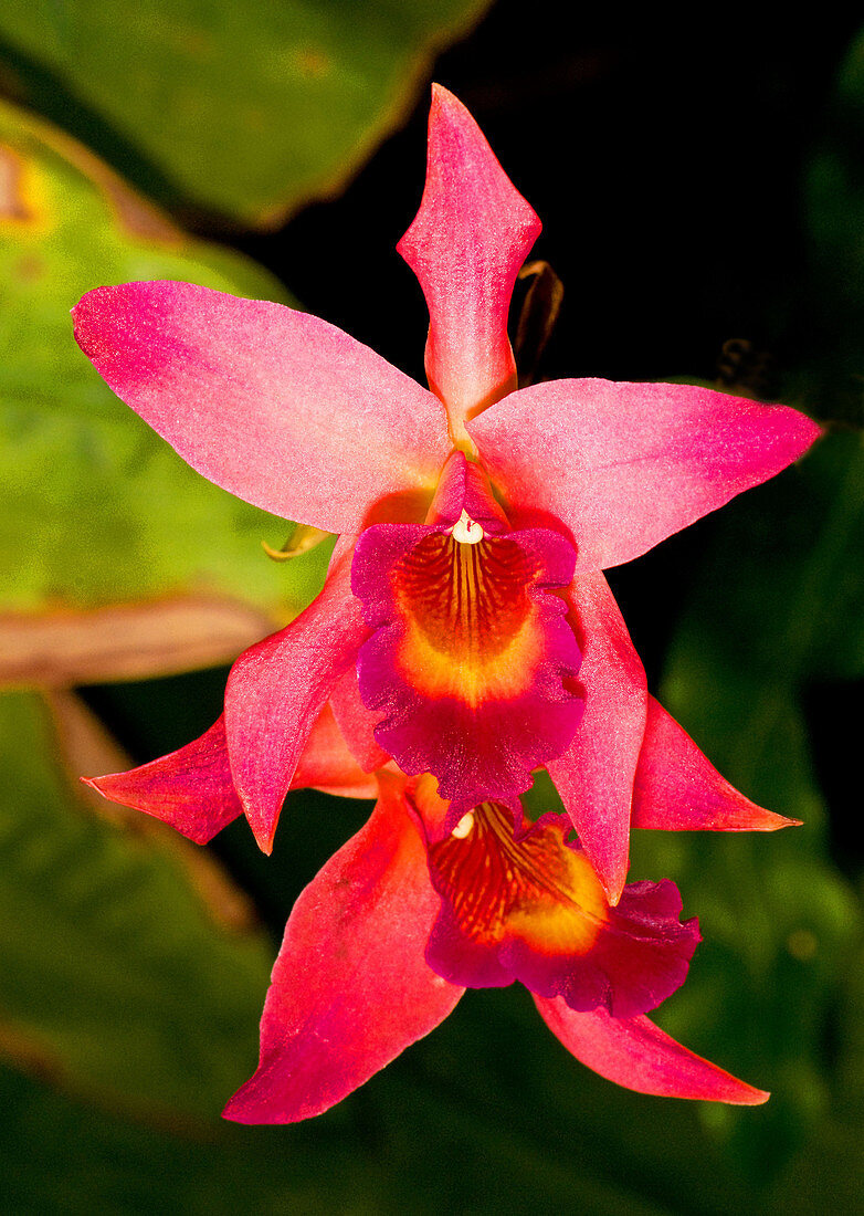 Sophronitis Orchid