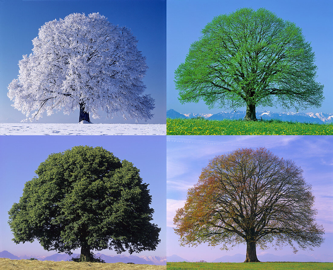 Linden Tree in Four Seasons