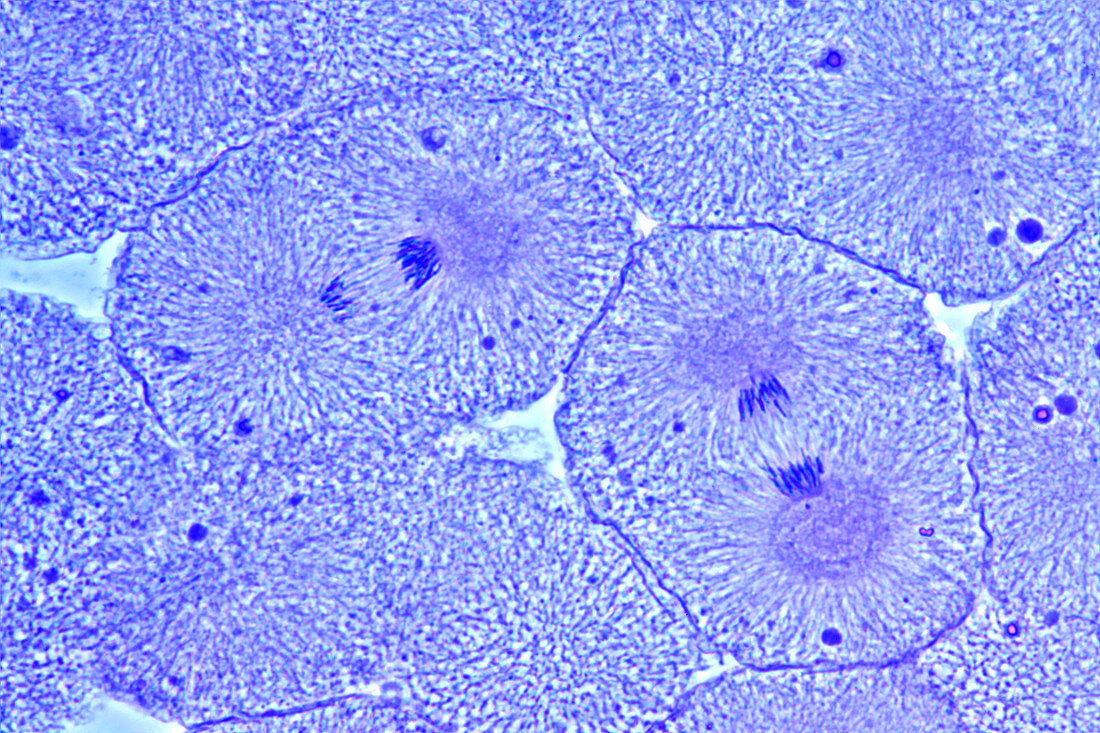 Mitosis in Whitefish Embryo