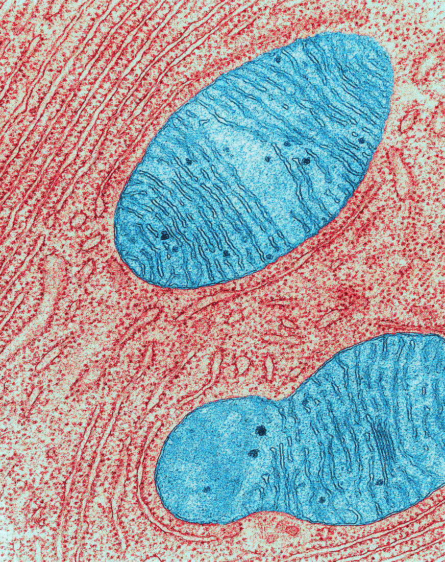 Mitochondrion and Endoplasmic Reticulum