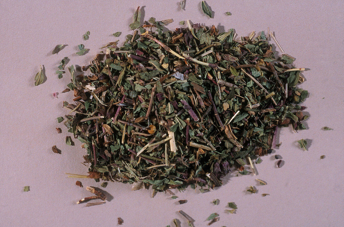 Germander Herb