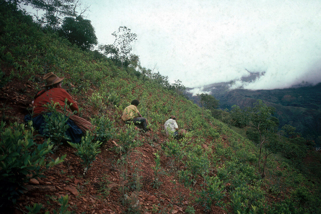 Peruvians Picking Coca Leaves