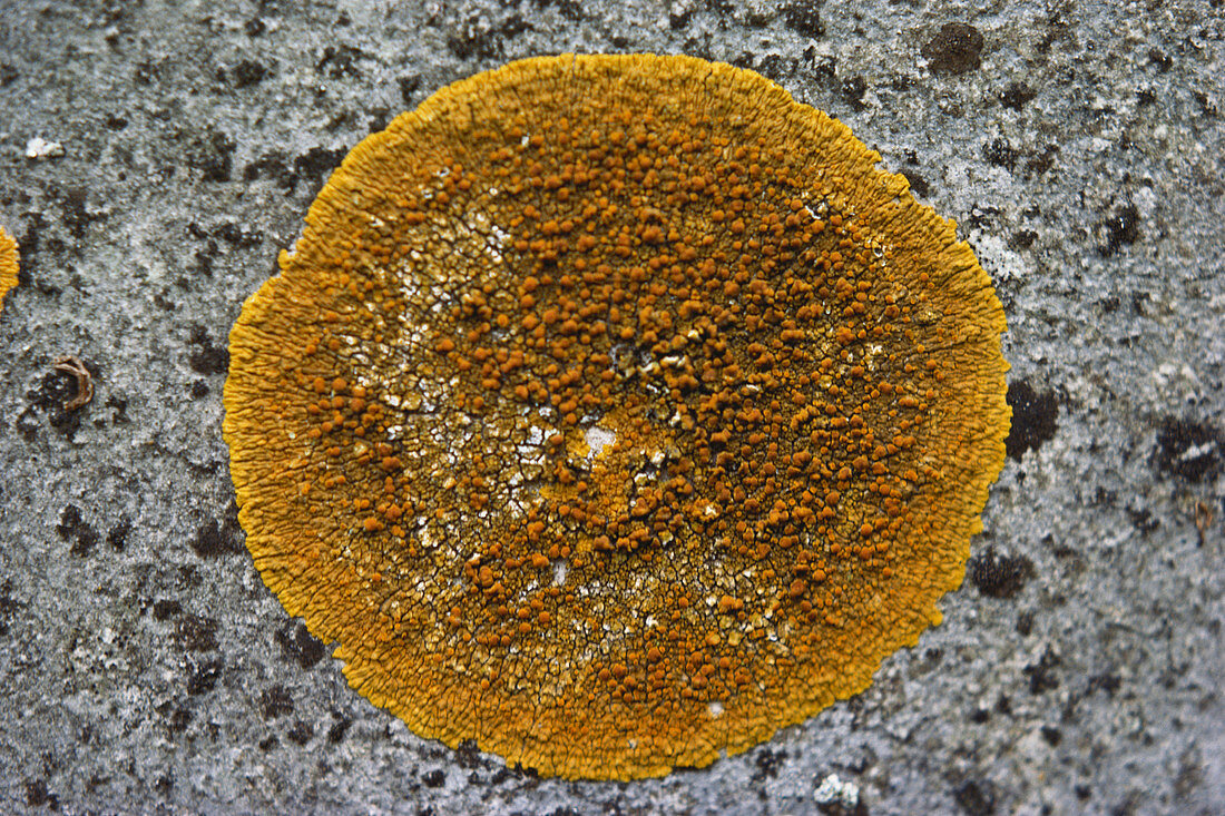 Lichen (Caloplaca sp.)