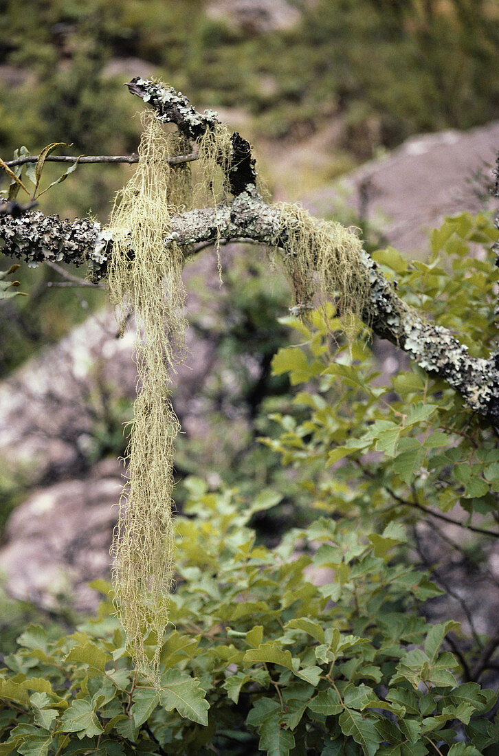 Beard Lichen (Usnea sp.)