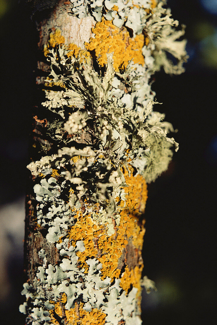 Cartilage Lichen (Ramalina sp.)