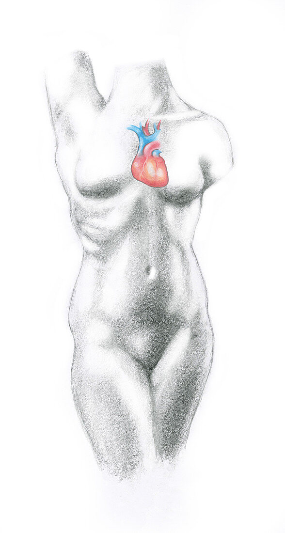 Female anatomy: Heart