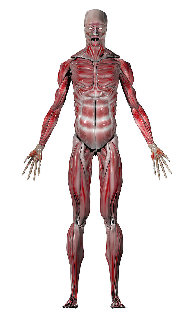 Human male muscular system