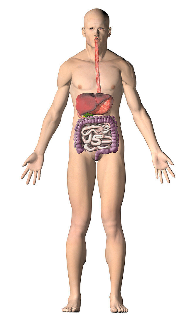 Human male digestive system