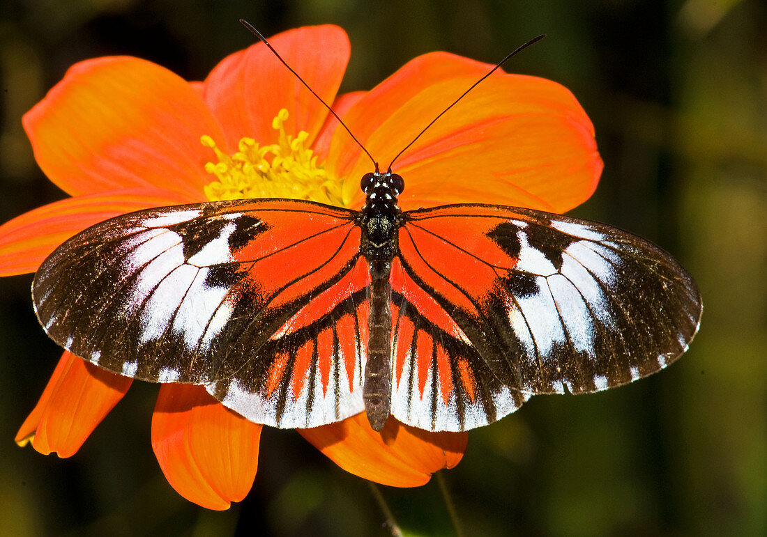 Madeira Butterfly