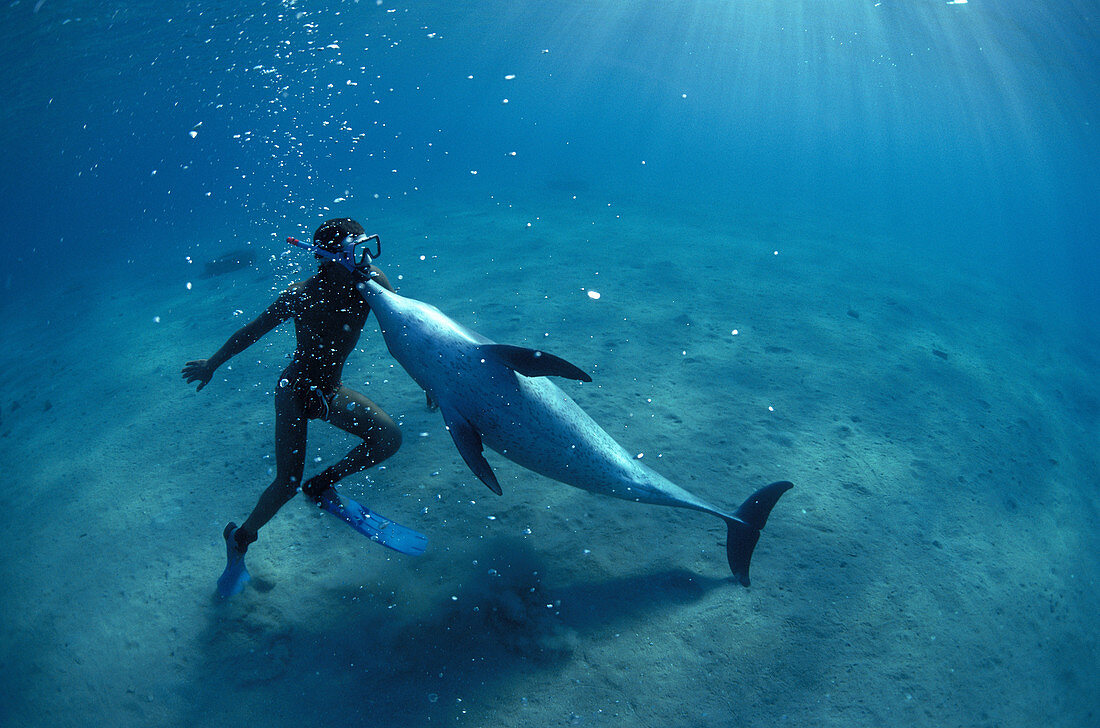 Diver and dolphin