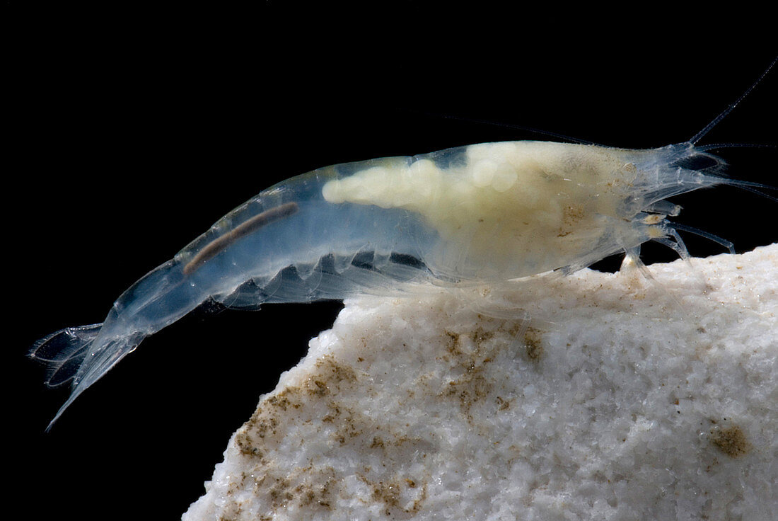 Taiji Cave Shrimp