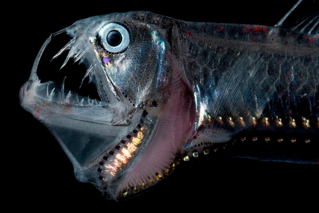 Sloane's Viperfish