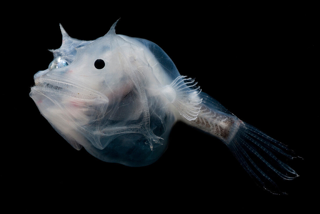 Phantom Anglerfish