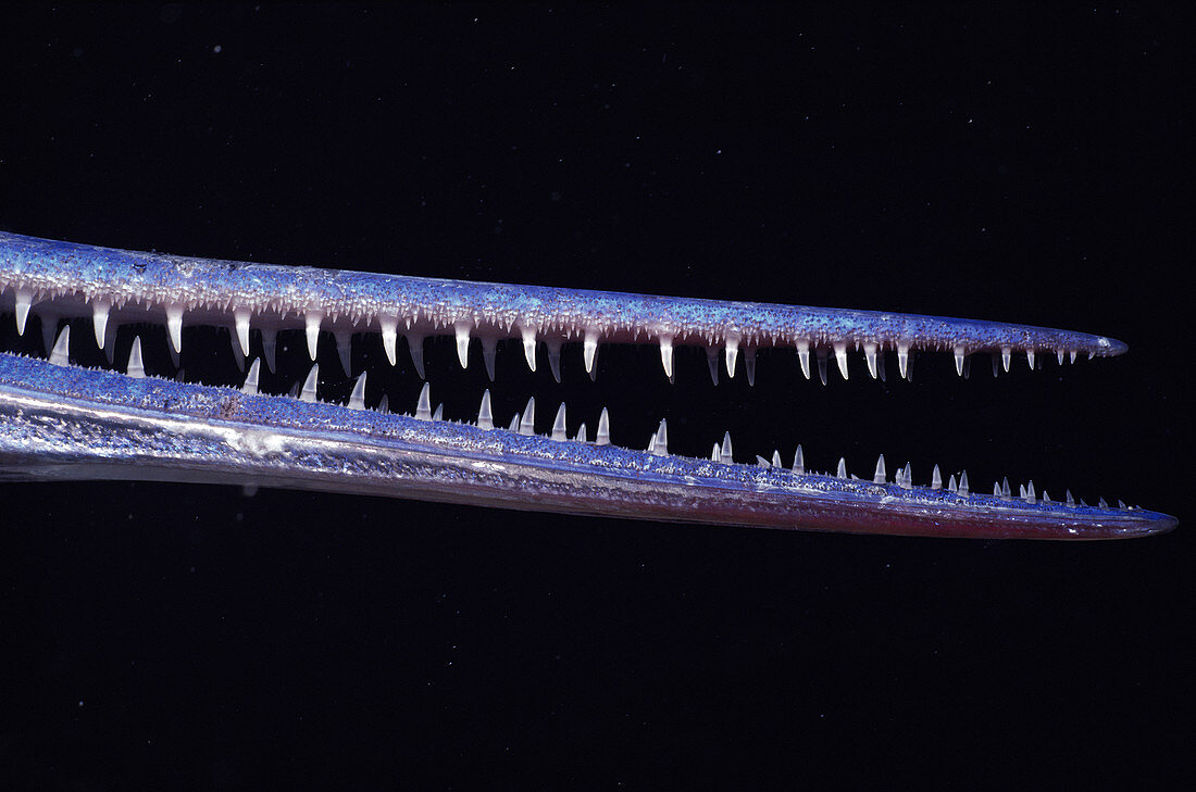 Mouth of needlefish