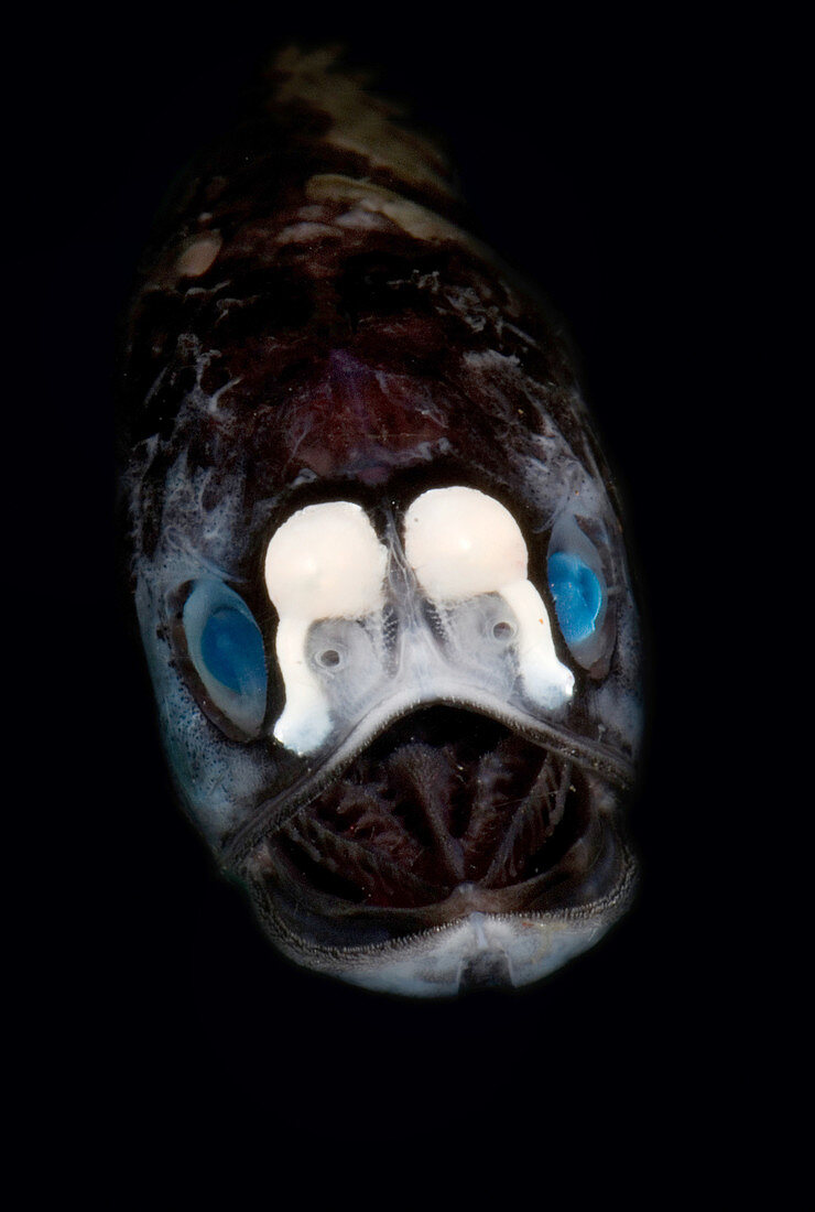 Deep-Sea Lanternfish