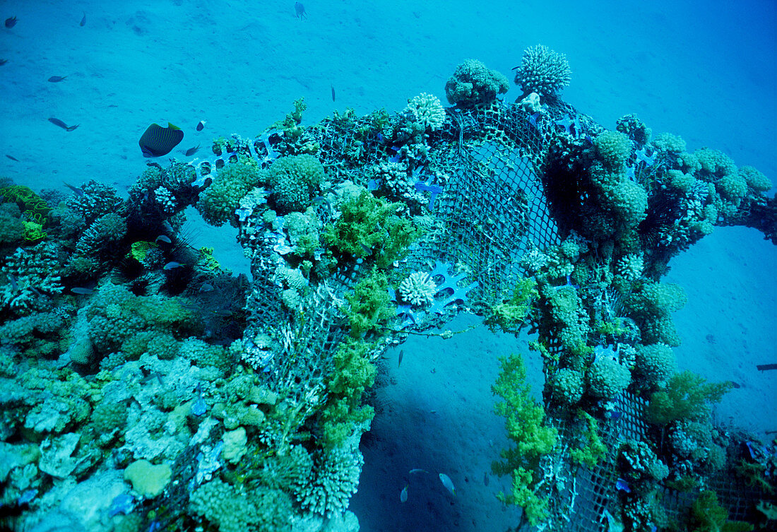 Artificial Coral Reef