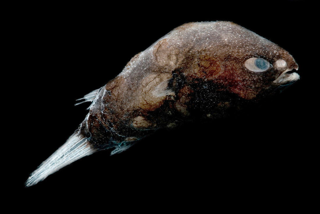 Male Deep-sea Anglerfish