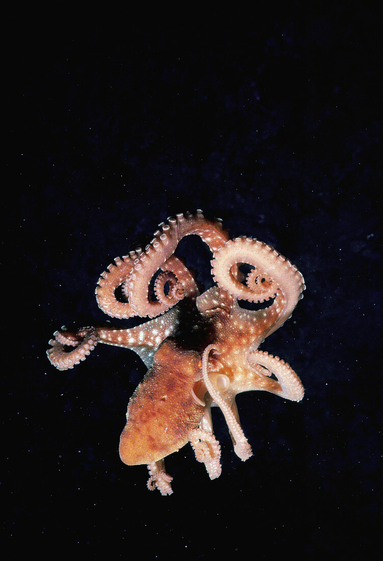 Long-armed Octopus,Red Sea