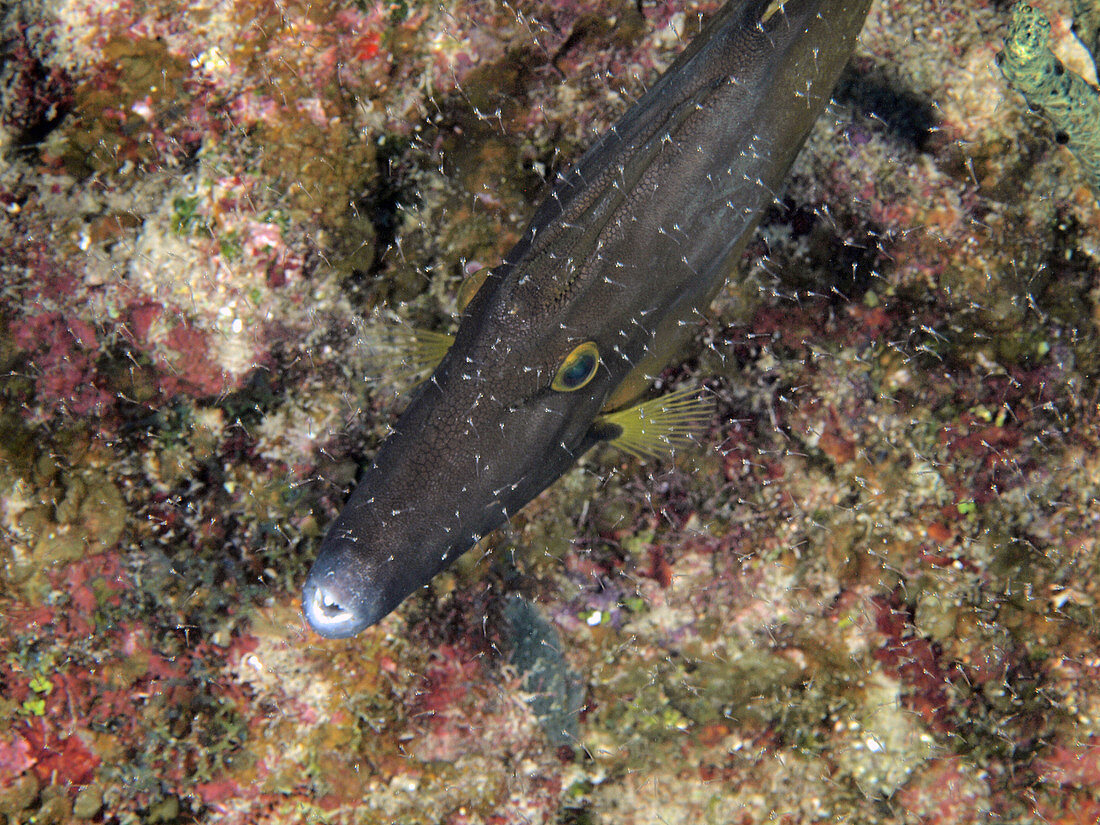 Whitespotted Filefish and fry
