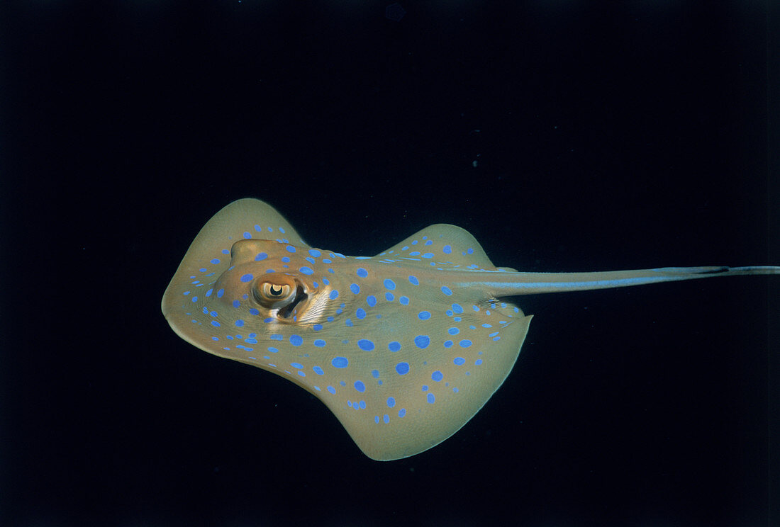 Poisonous Blue-Spotted Stingray