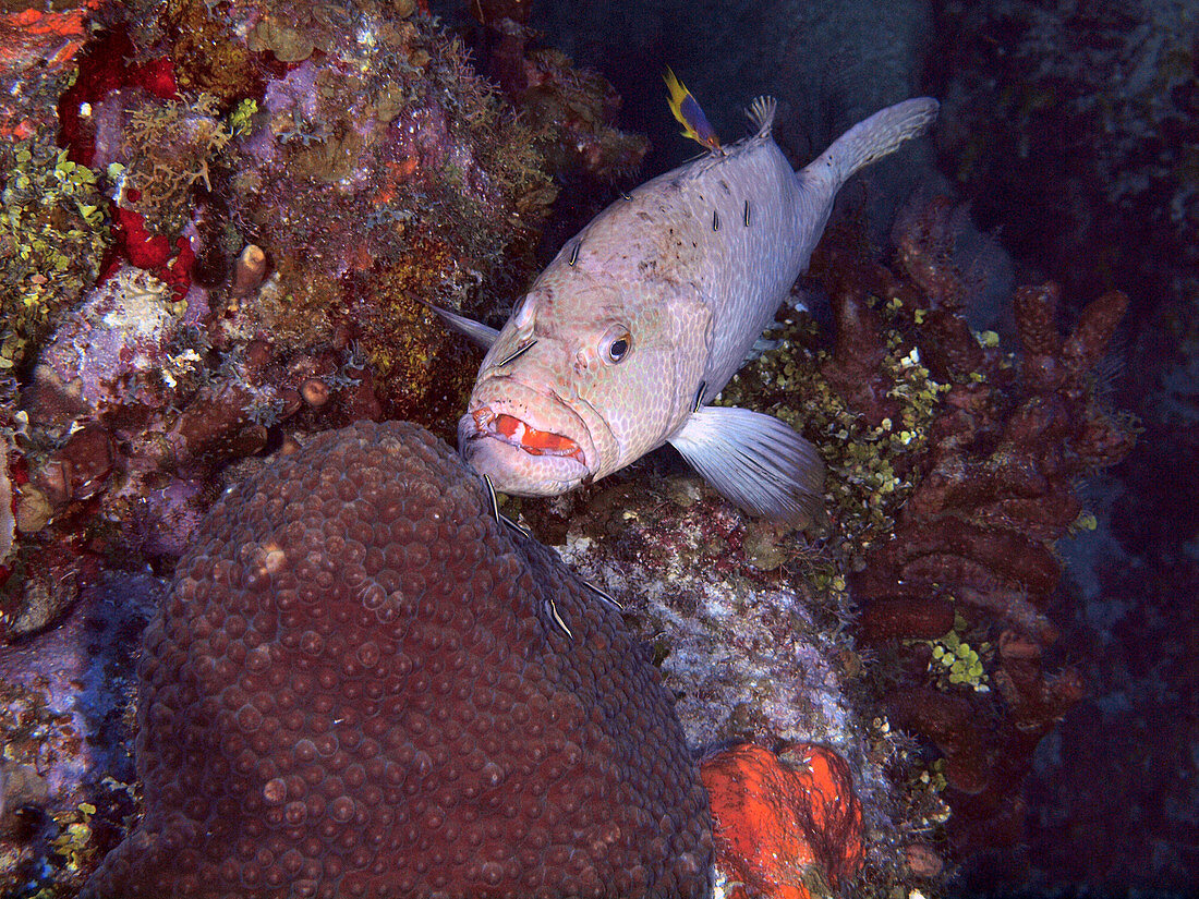 Tiger Grouper and Cleaning Goby