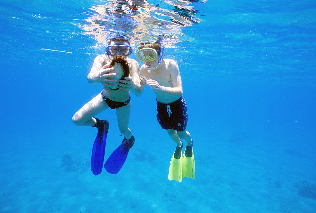 Boys snorkelling with sea cucumber