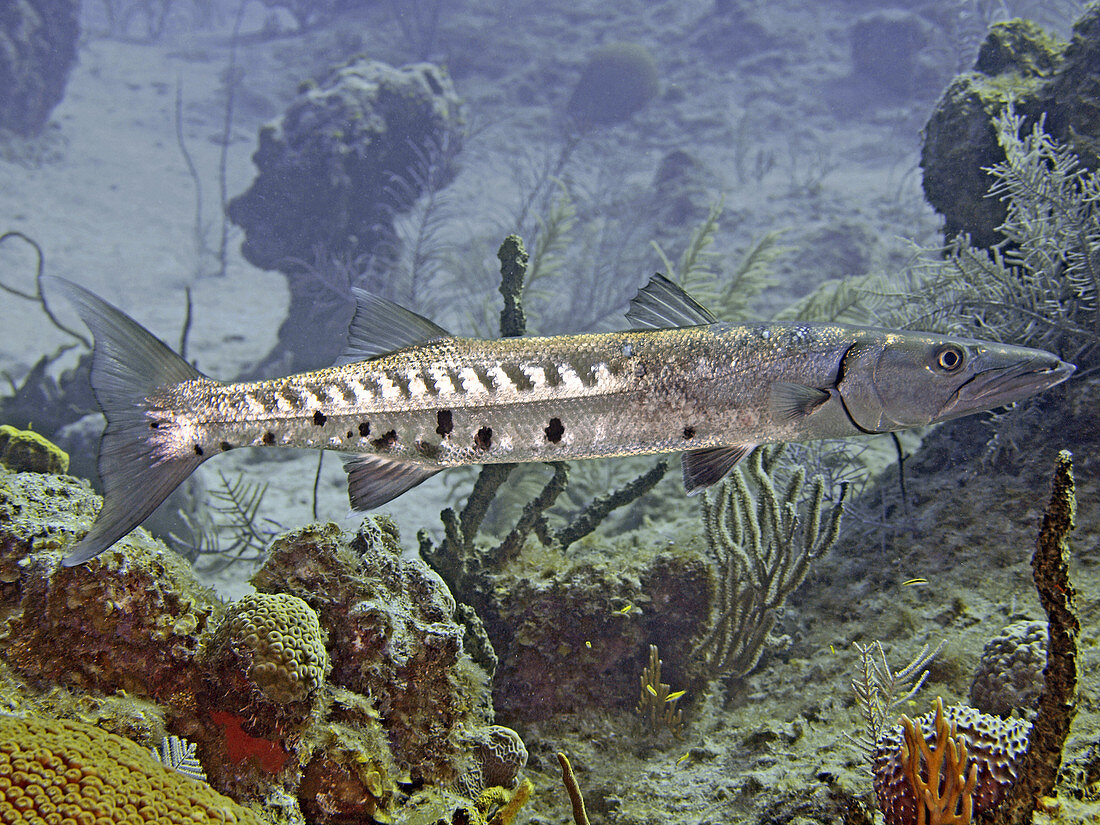 Great Barracuda (Sphyraena barracuda)