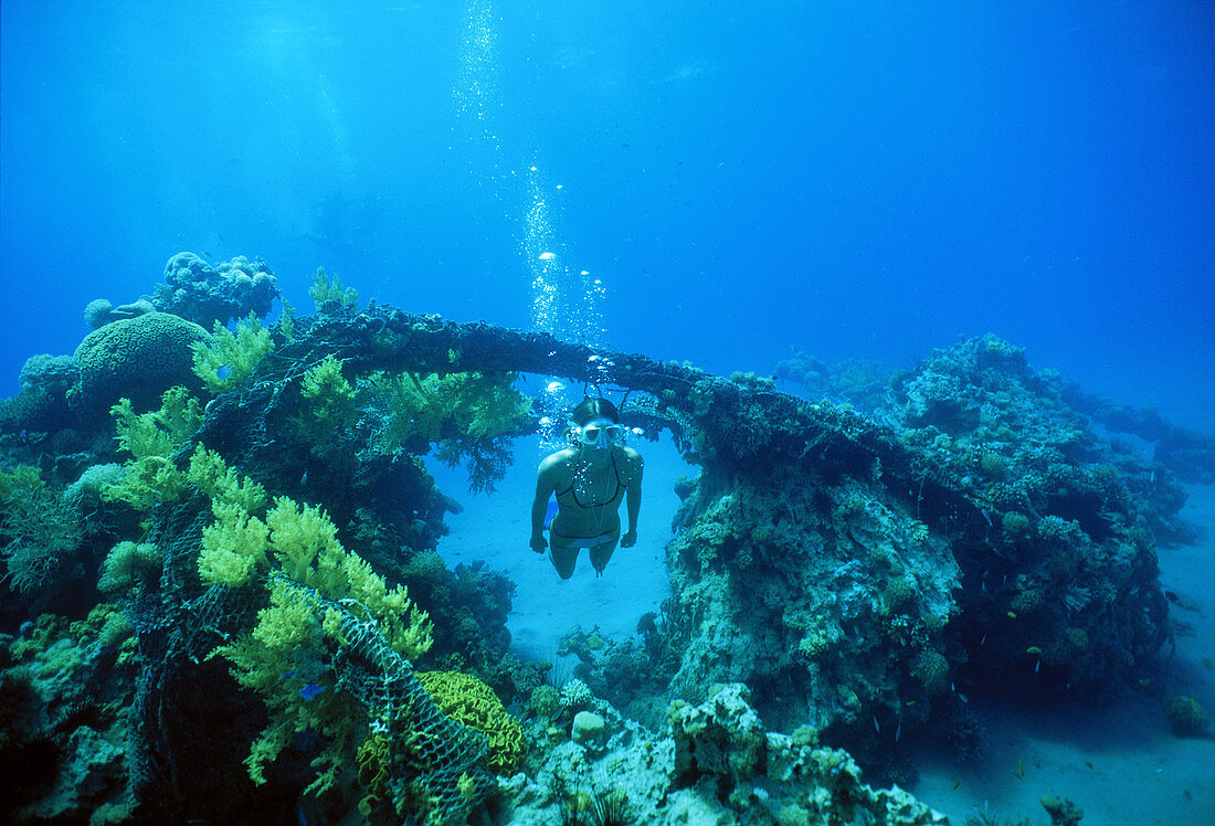 Free diver in artificial reef,Red Sea