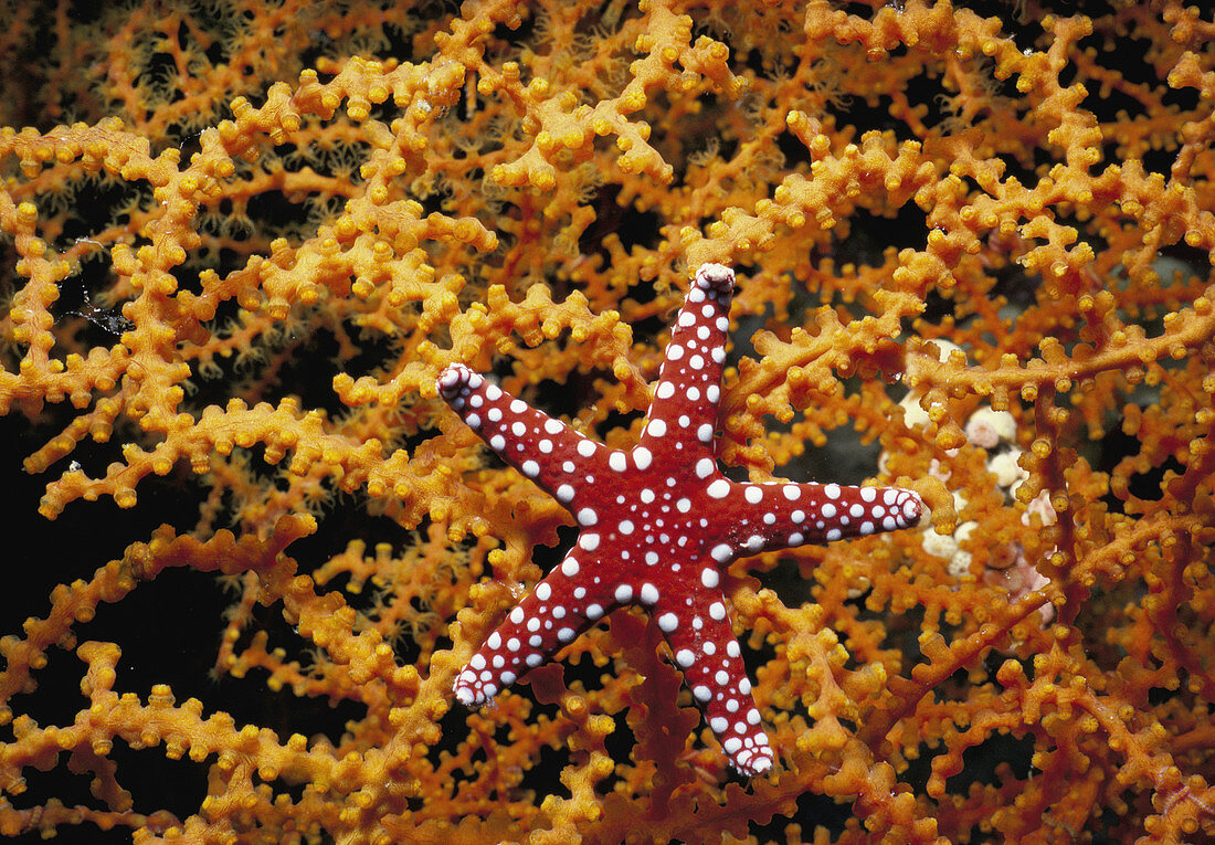 Starfish feeding on coral in the Red Sea