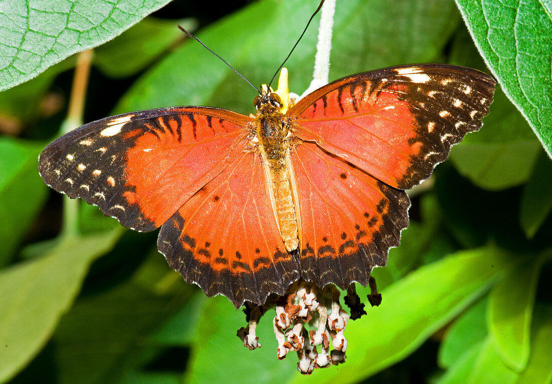 Plain Tiger Butterfly