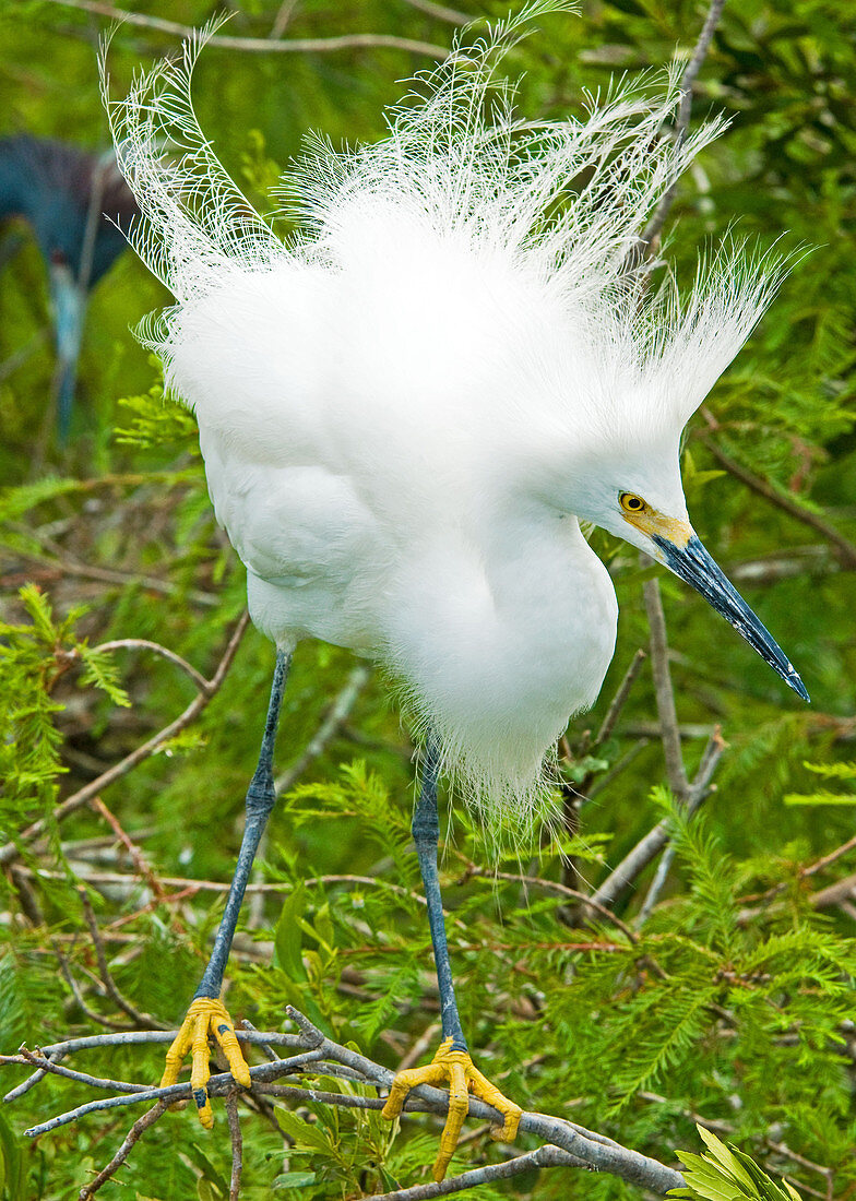 Snowy Egret (Egretta thula)