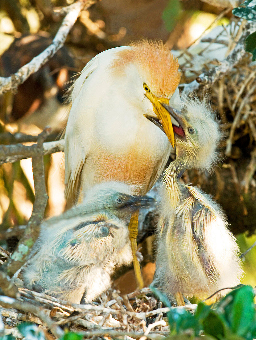 Cattle Egret with young in nest