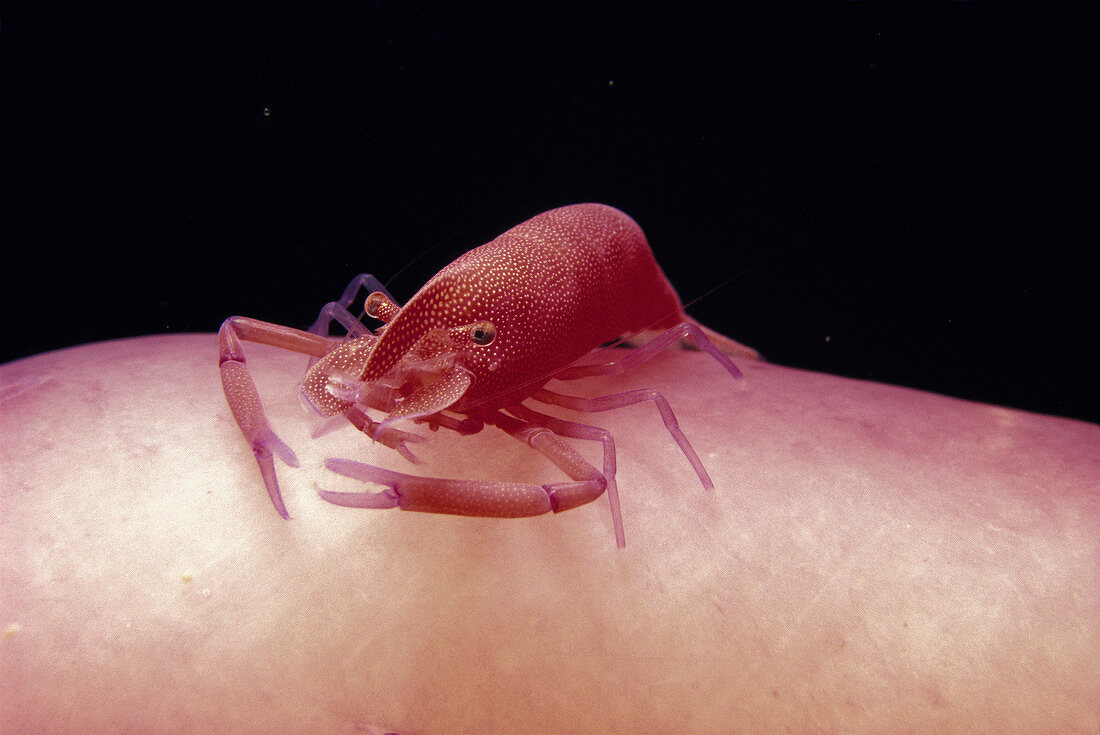 Emperor shrimp