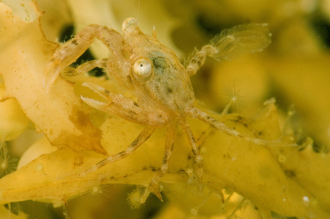 Sargassum Crab