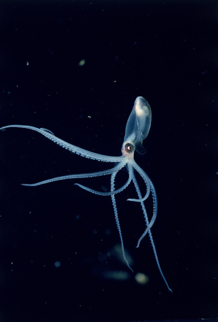 Pelagic Octopus