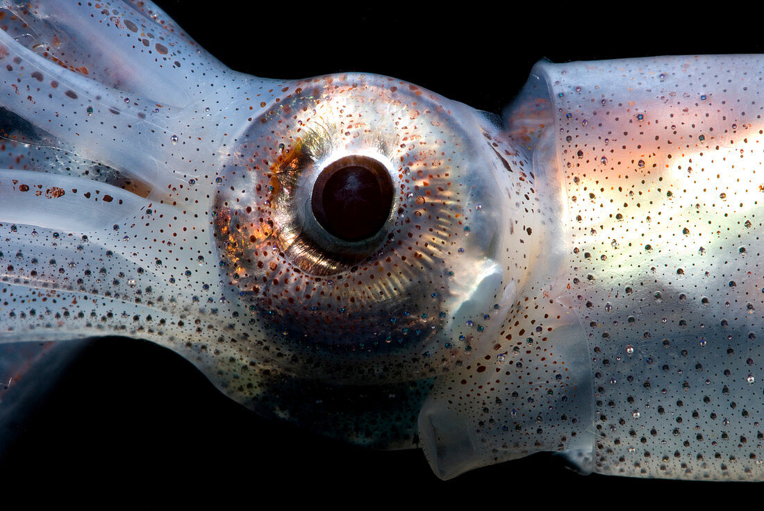 Eye Flash Squid