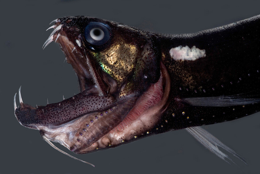 Dragonfish Mouth