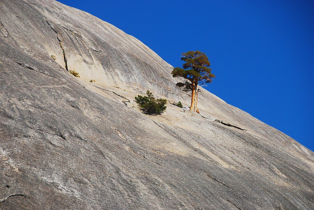 Western Juniper,Yosemite National Park