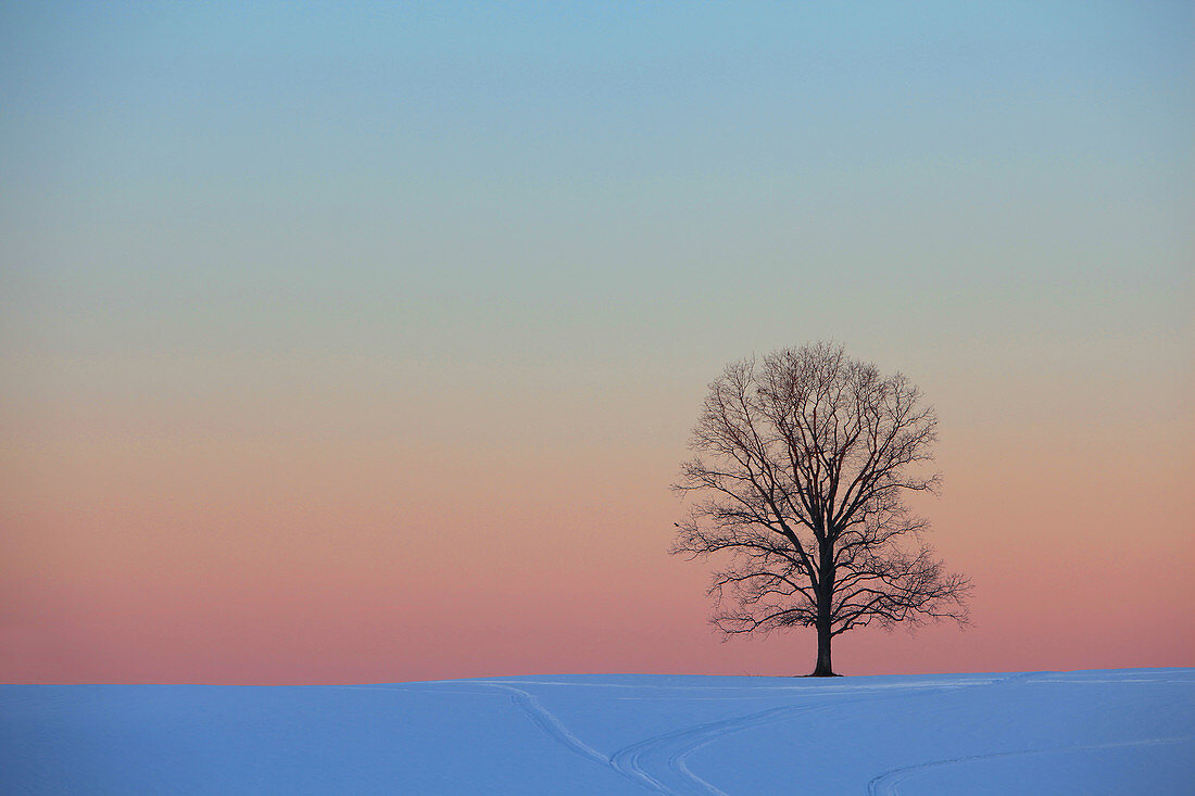 Lone Tree in Snow