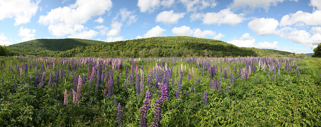 A field of lupines