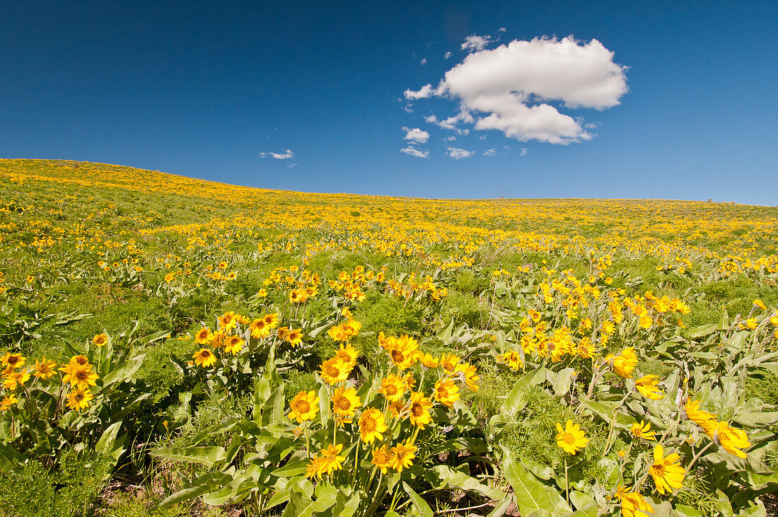 Arrowleaf Balsamroot