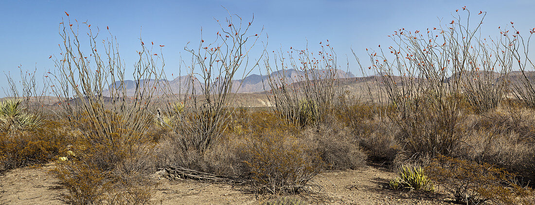 Blooming ocotillo in desert