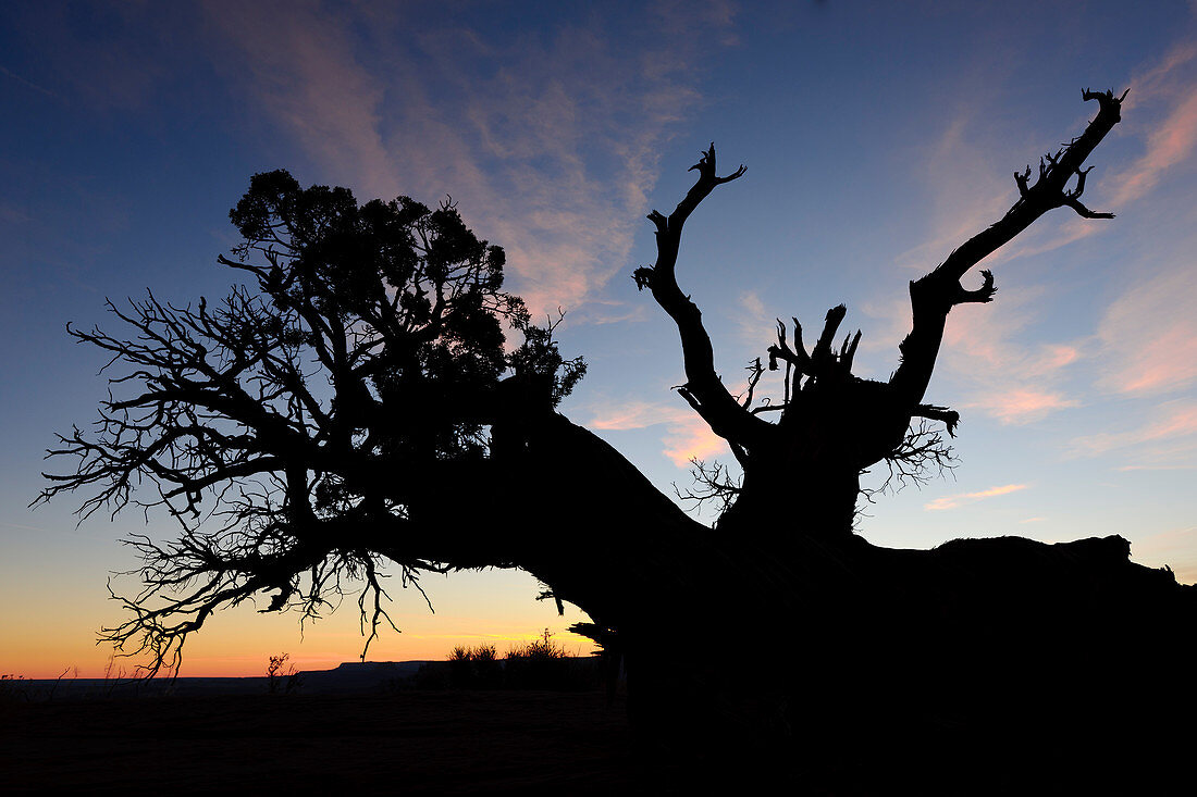 Juniper Tree,Canyonlands National Park
