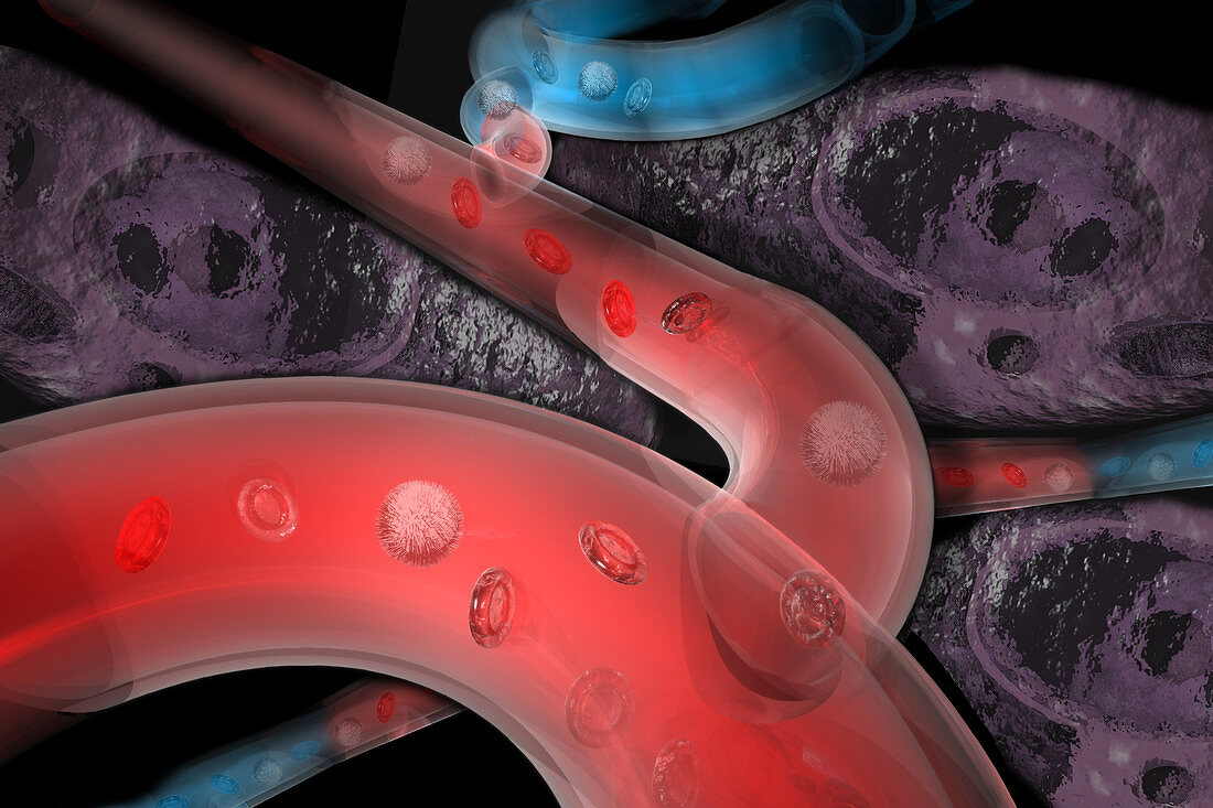 Arteries,veins and capillaries