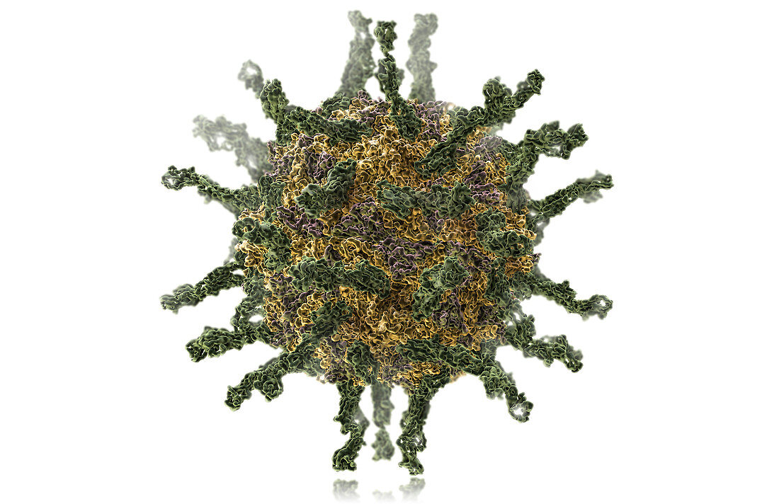 Poliovirus Type I