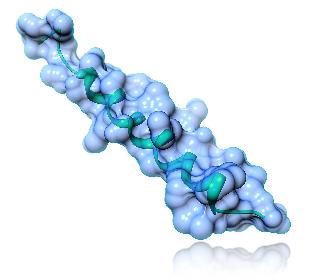 Glucagon Molecular Model