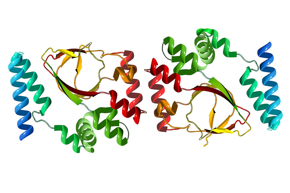 Protein Produced by HCN2 Gene
