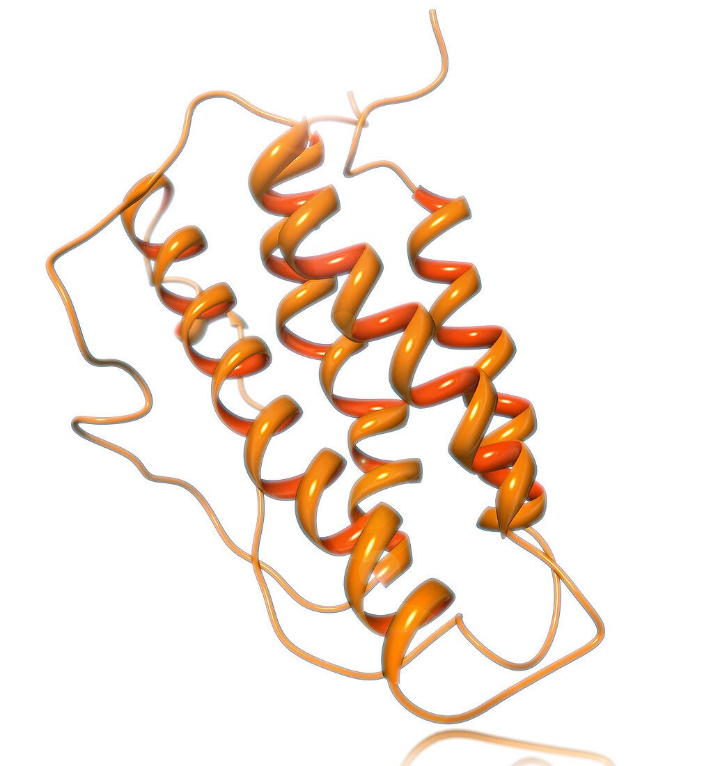 Erythropoietin Molecular Model