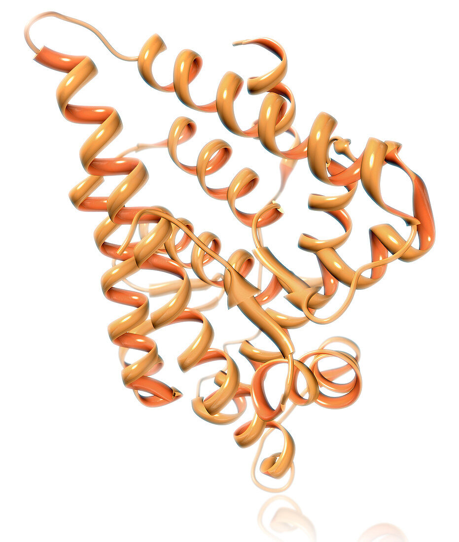 Androgen Receptor Molecular Model